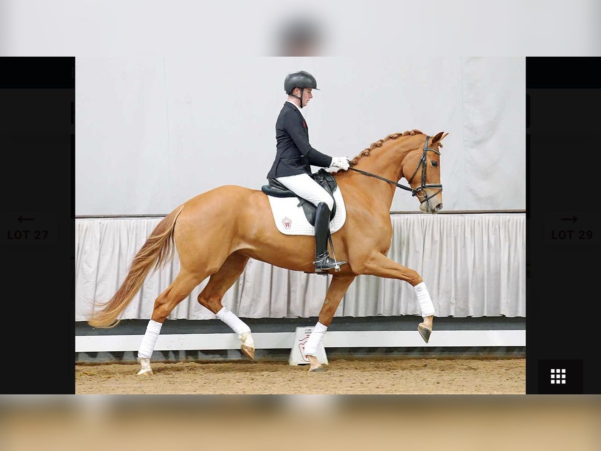 Westfaliano Giumenta 7 Anni 178 cm Sauro in Wiener Neudorf