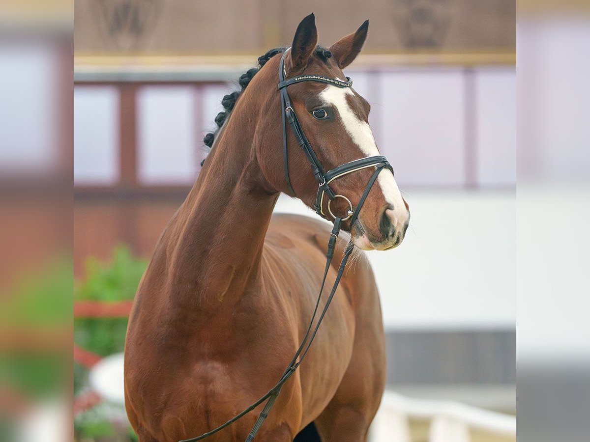 Westfaliano Giumenta 7 Anni Baio in Münster-Handorf