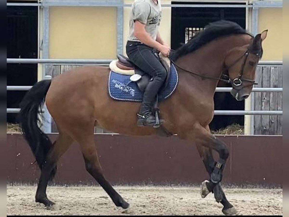 Westfaliano Giumenta 8 Anni 165 cm Baio in WalzbachtaL