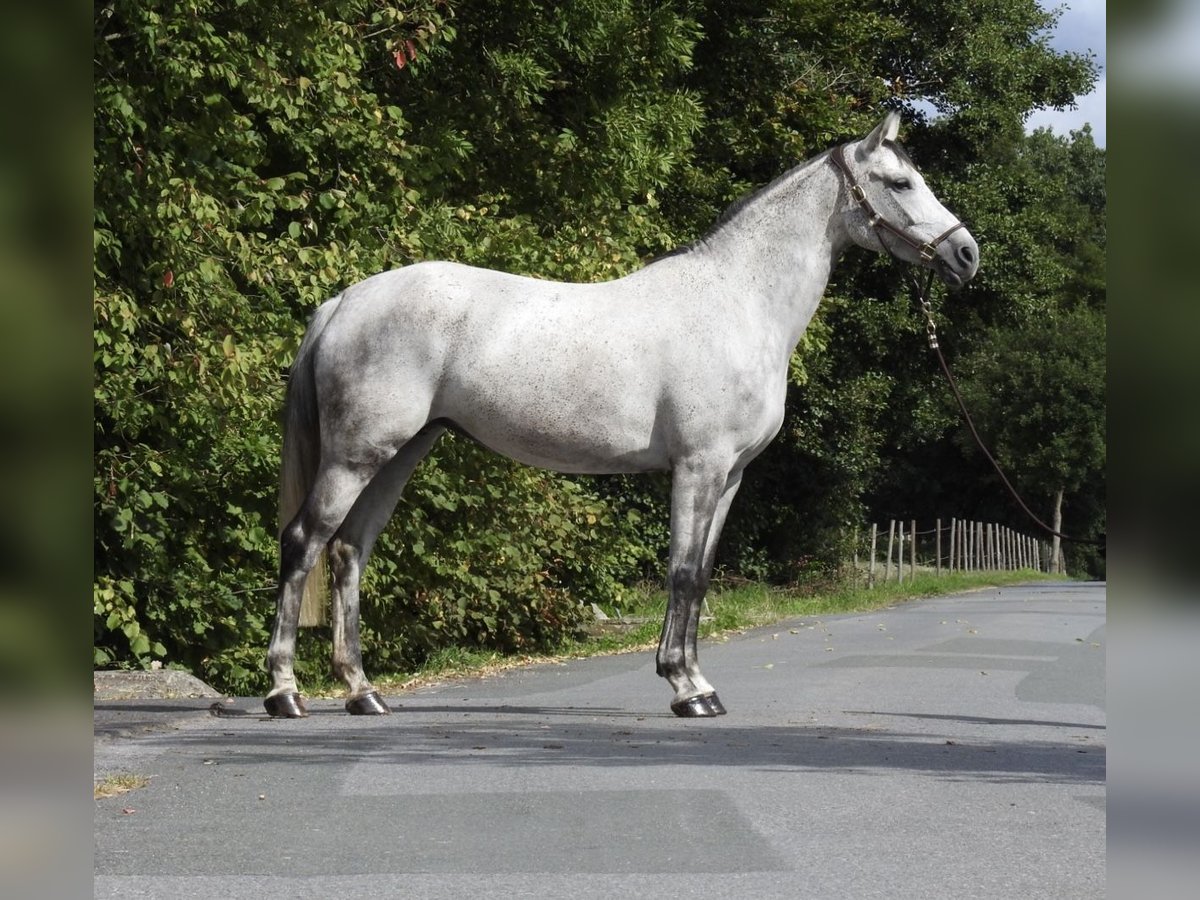 Westfaliano Giumenta 8 Anni 165 cm Grigio in Verl