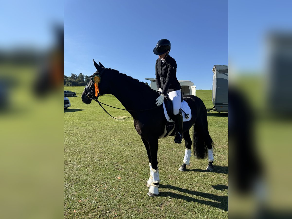 Westfaliano Giumenta 8 Anni 166 cm Baio nero in Garching bei MünchenGarching Westfaliano Giumenta 8 Anni 166 cm Baio nero in Garching bei MünchenGarching