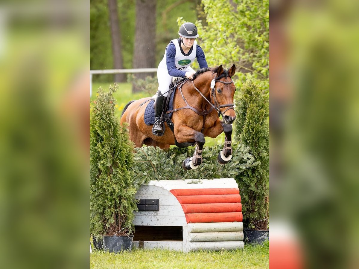 Westfaliano Giumenta 9 Anni 160 cm Baio in Flensburg