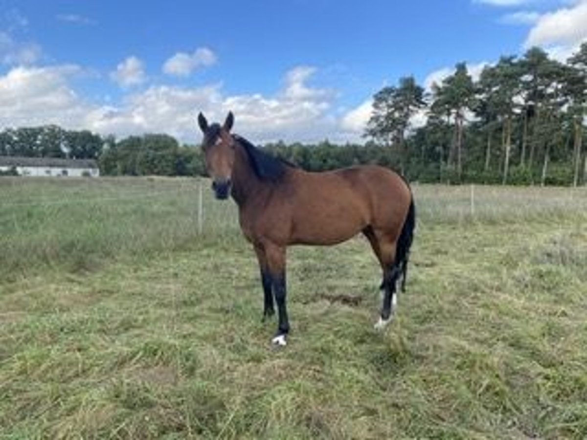 Westfaliano Giumenta 9 Anni 167 cm Baio in Steinhagen