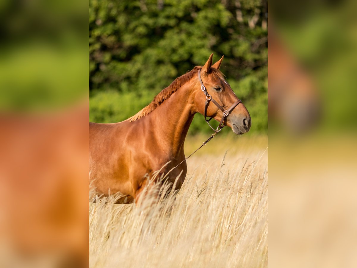 Westfaliano Giumenta 9 Anni 167 cm Sauro in Zierenberg