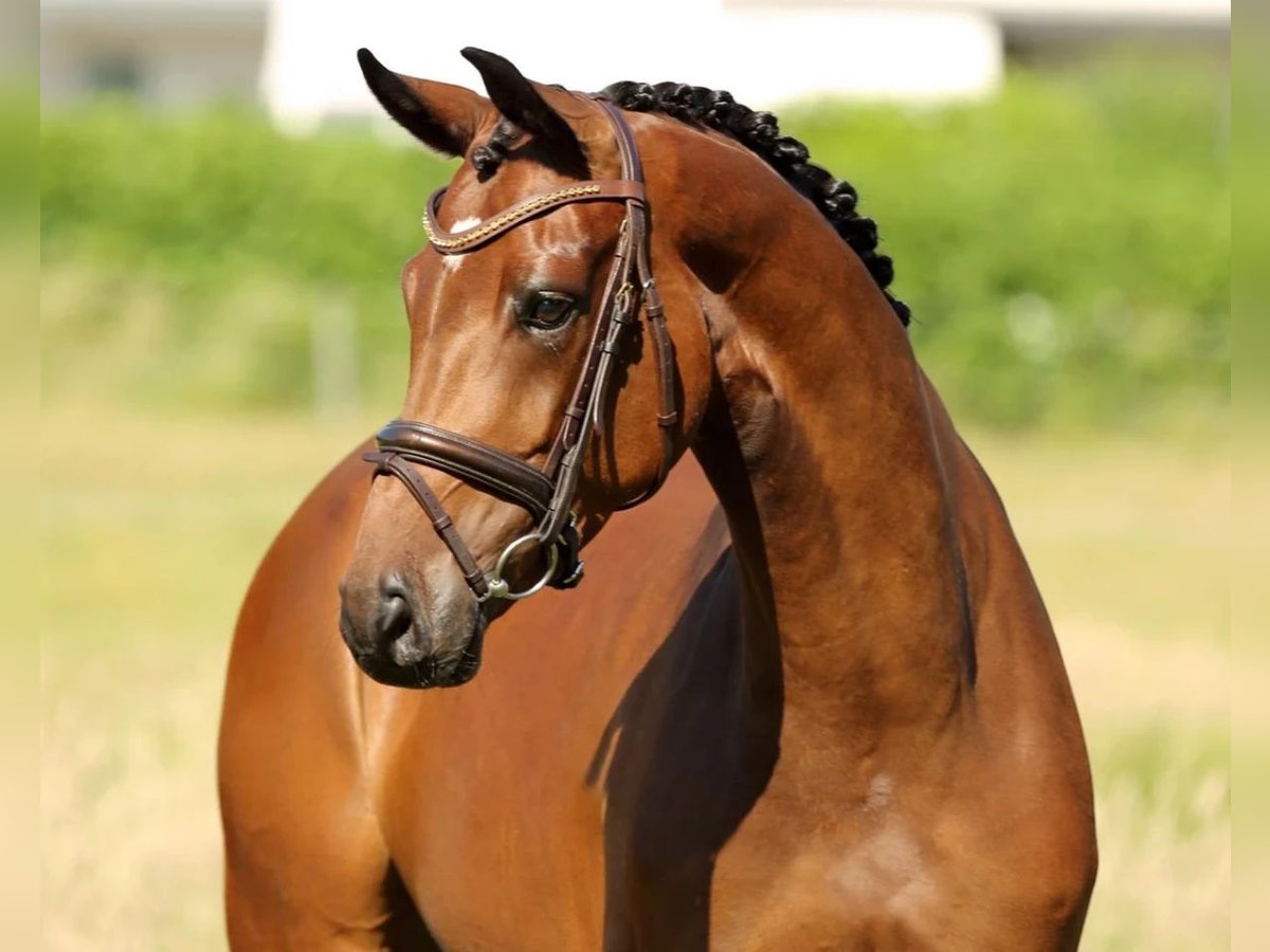 Westfaliano Giumenta 9 Anni 170 cm Baio in Holzkirchen