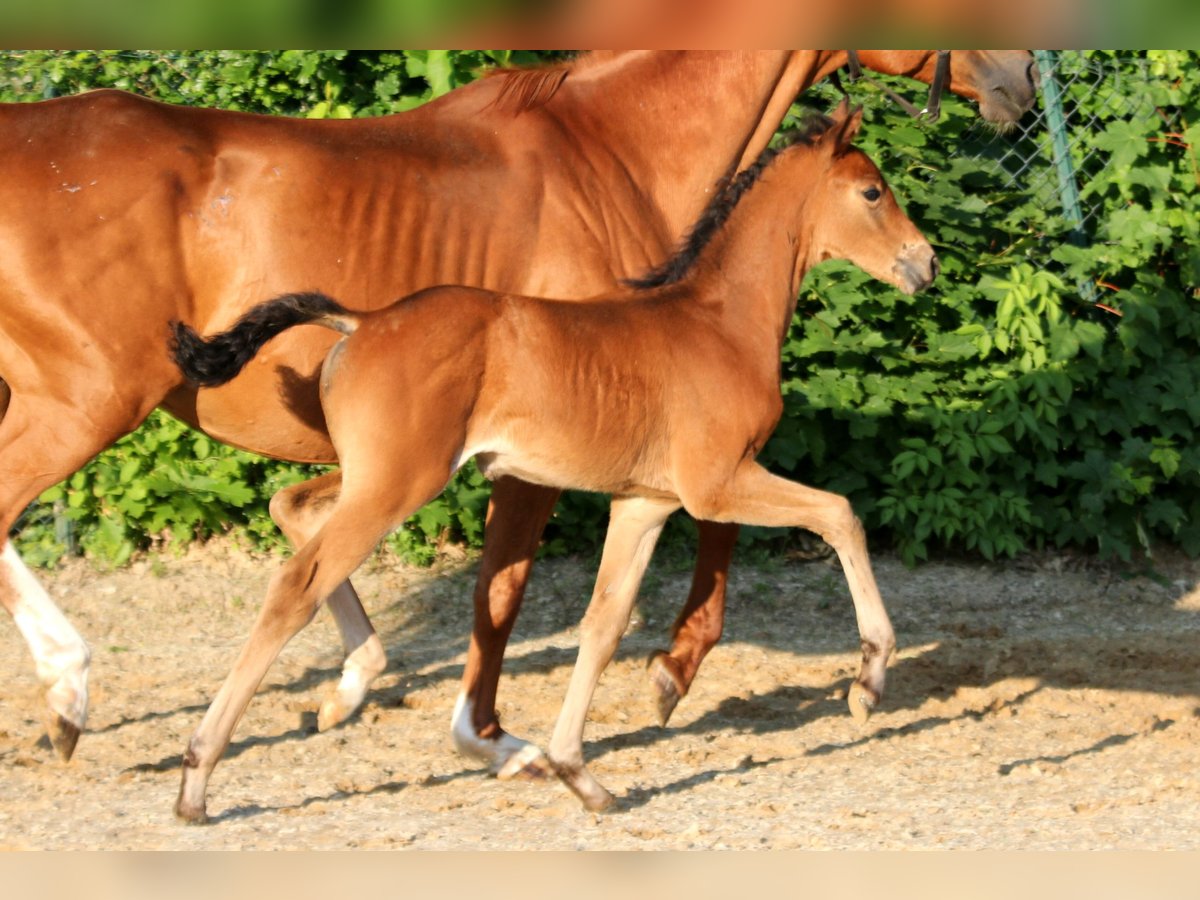 Westfaliano Giumenta  166 cm Baio in Kutenholz