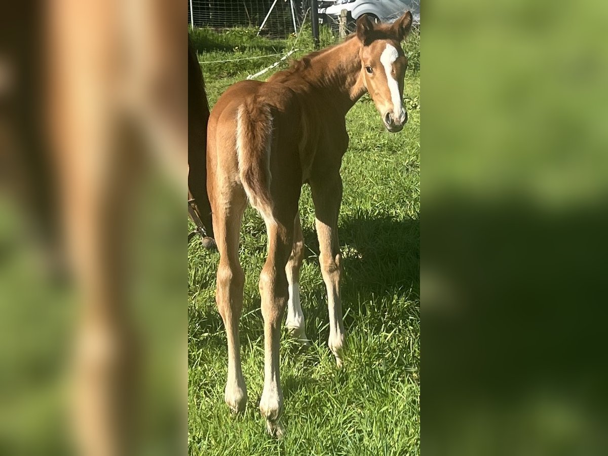 Westfaliano Giumenta  169 cm Sauro in Greven