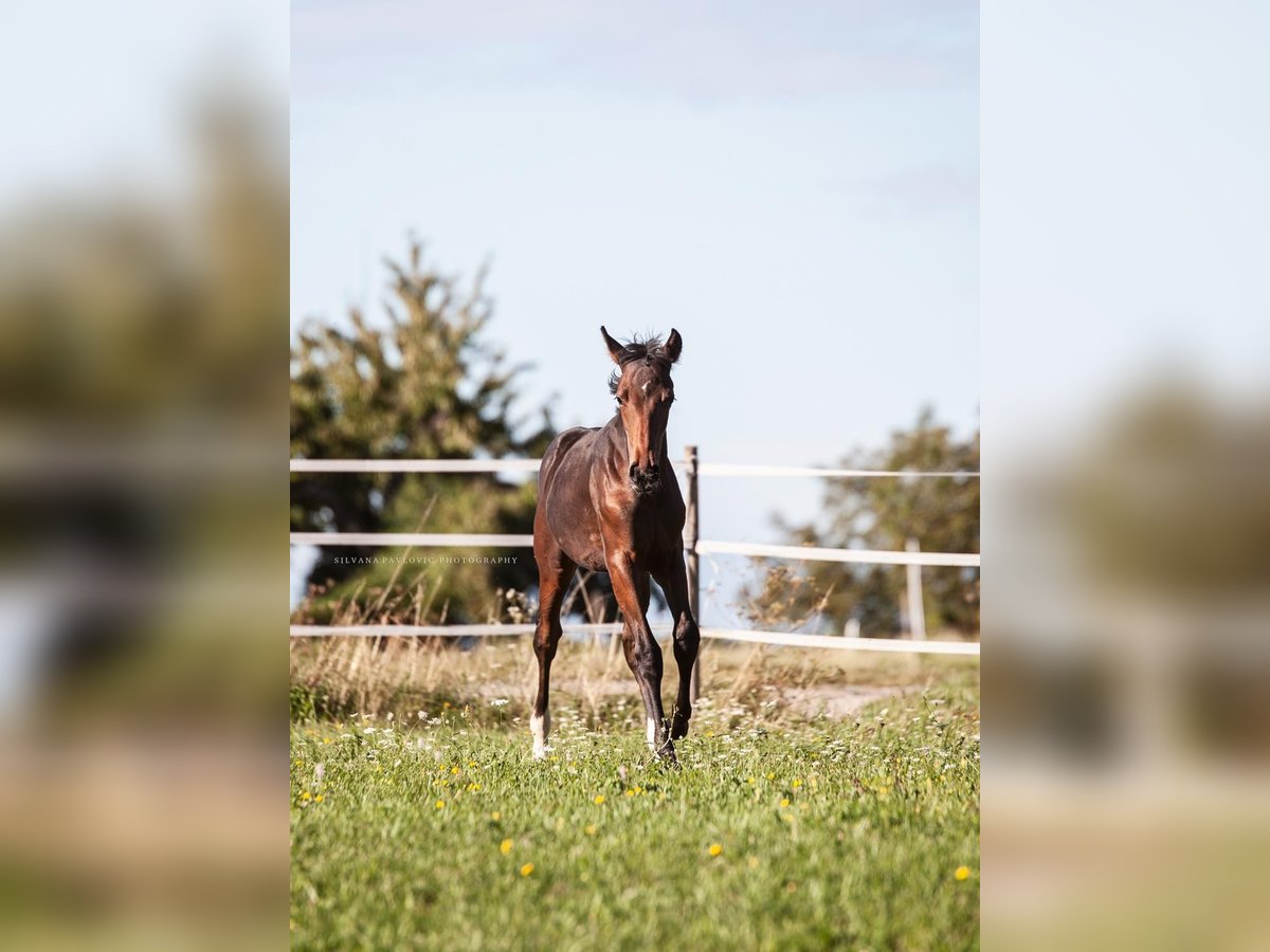 Westfaliano Giumenta Puledri (05/2025) Baio in Bruchsal