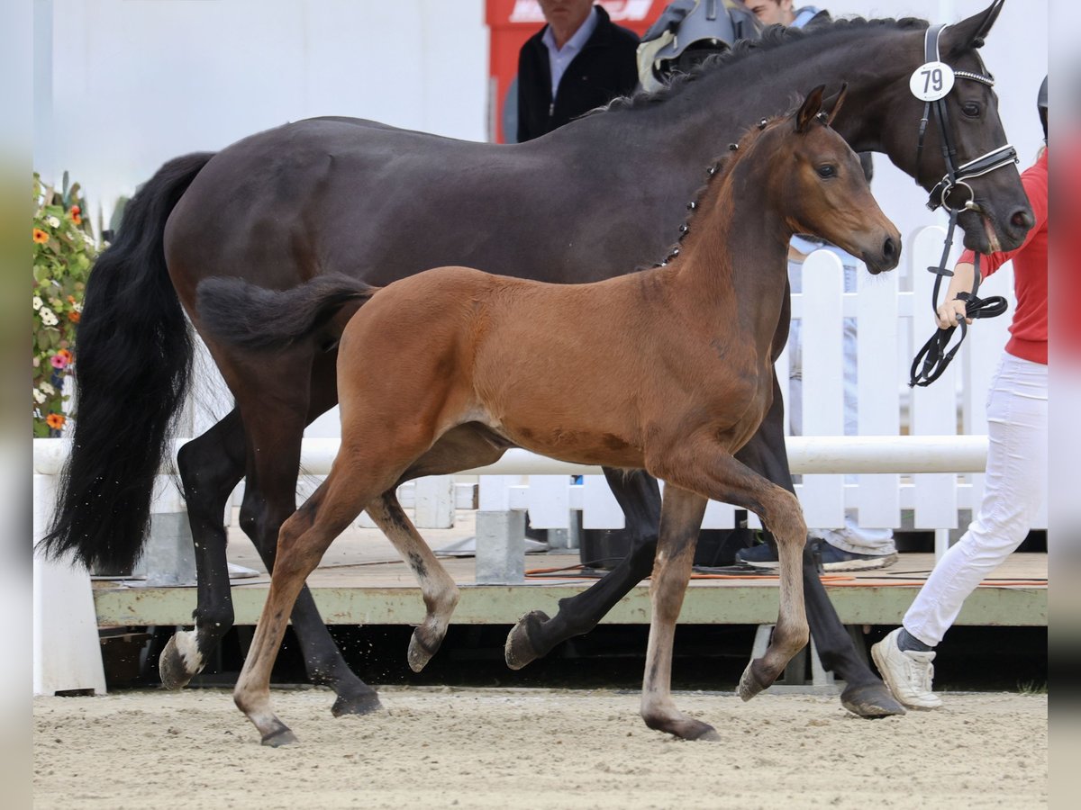 Westfaliano Giumenta Puledri (05/2025) Baio in H&#xF6;velhof