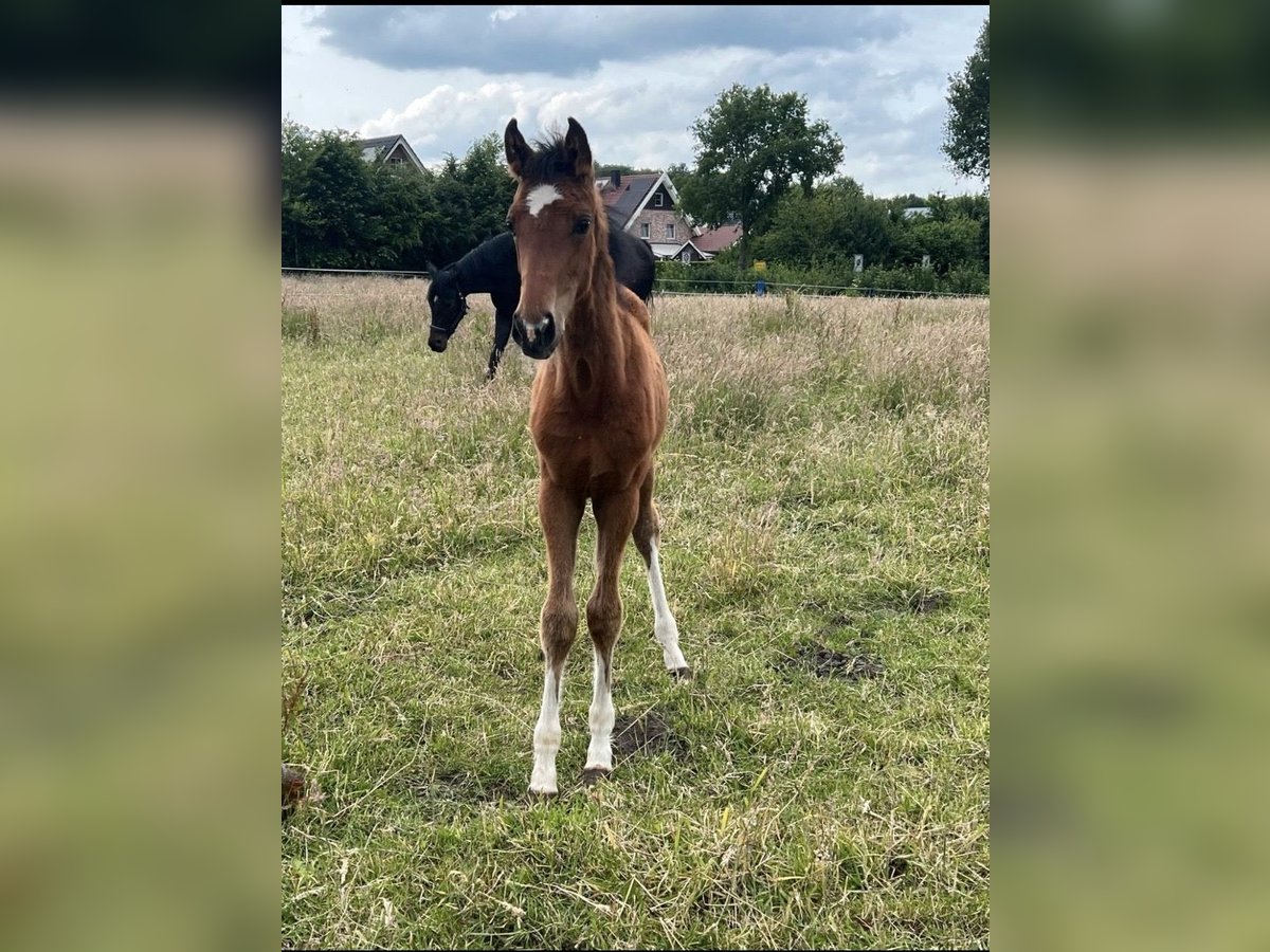 Westfaliano Giumenta  Baio in Vreden