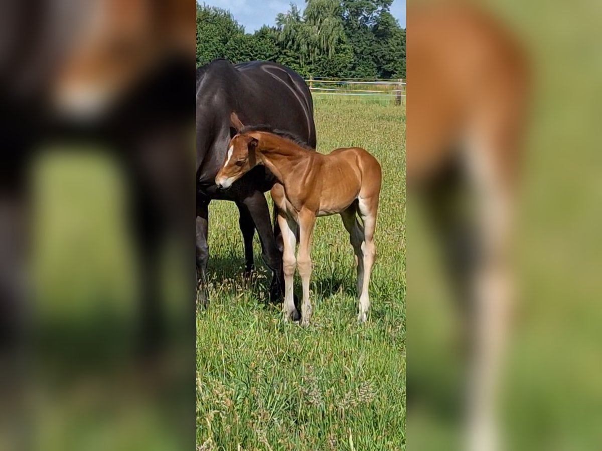 Westfaliano Giumenta  Baio in H&#xF6;rstel