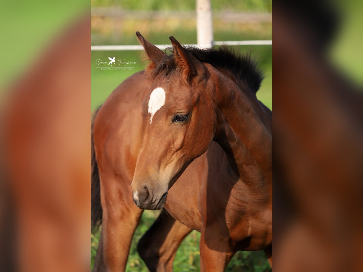 Westfaliano Giumenta Puledri (06/2024) Baio scuro in Neuenkirchen-Vörden