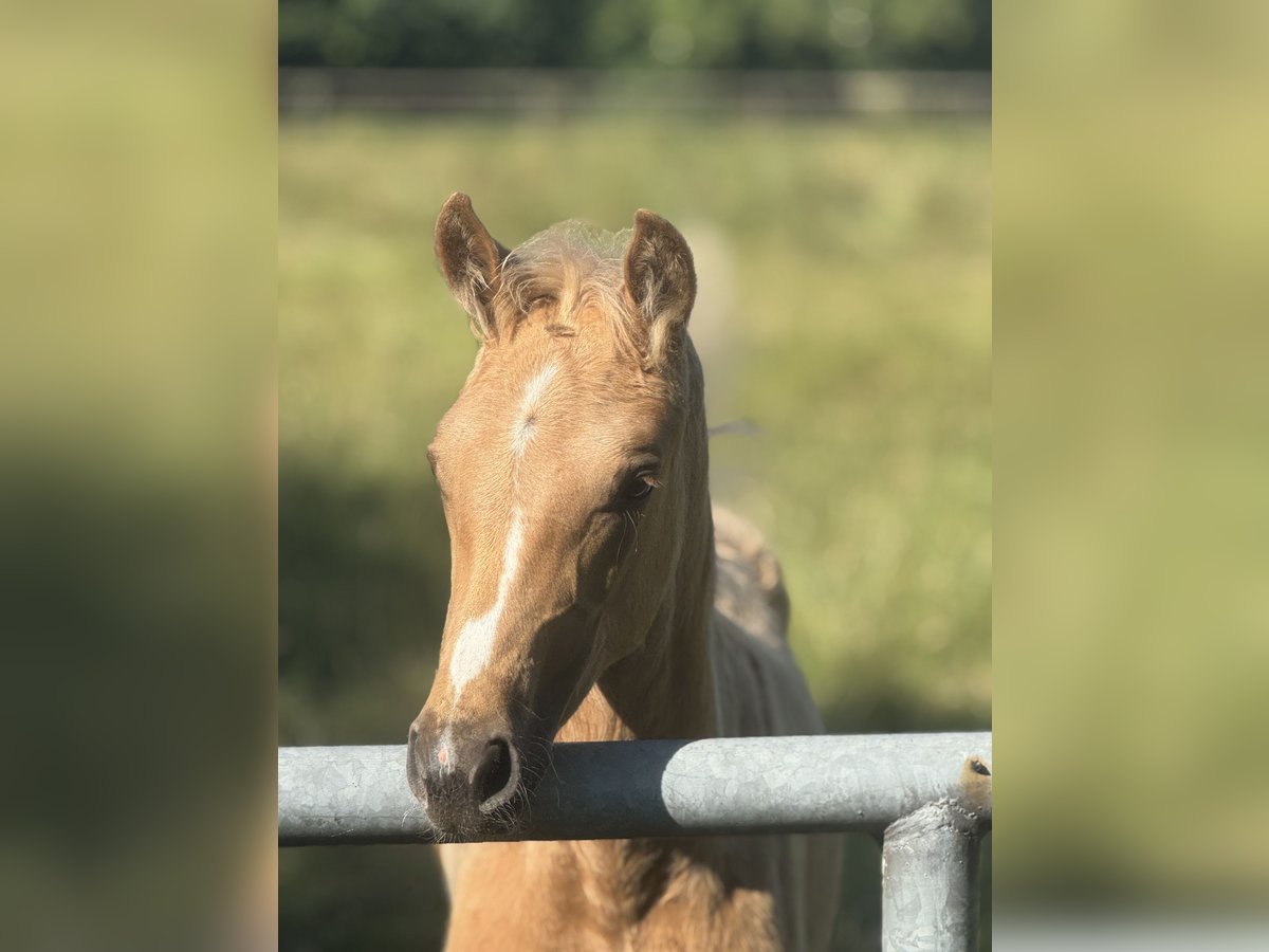 Westfaliano Giumenta  Palomino in Neuenkirchen-V&#xF6;rdenV&#xF6;rden