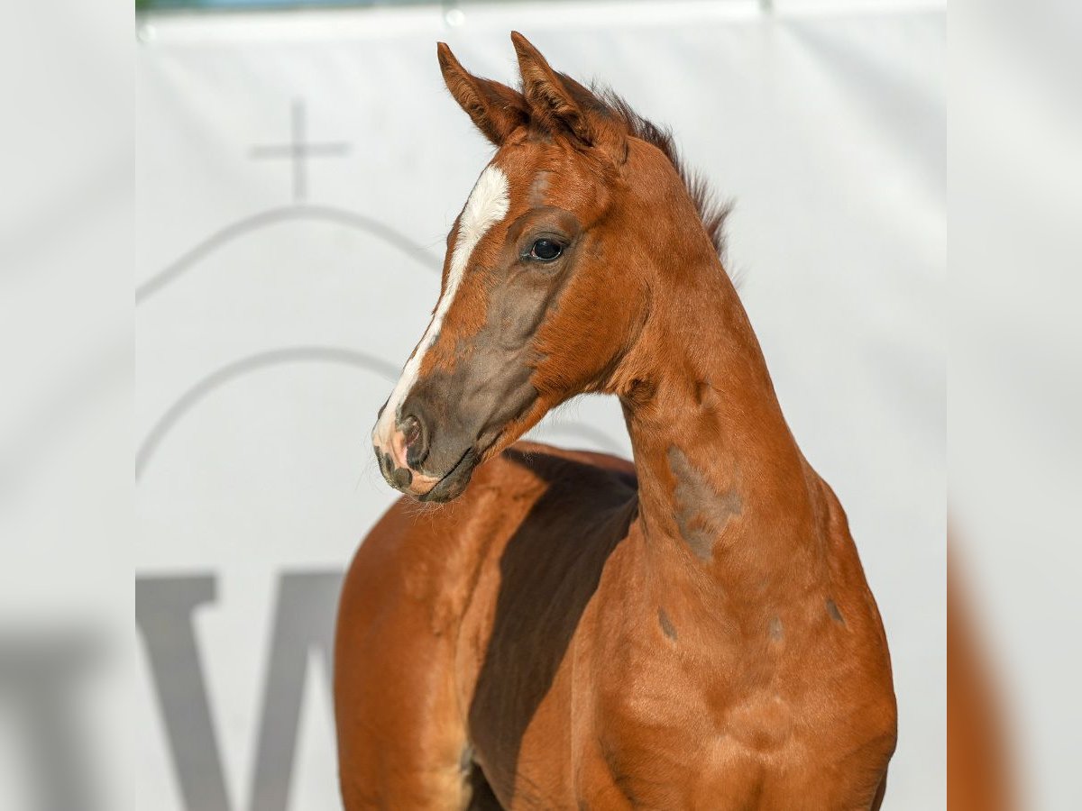 Westfaliano Giumenta Puledri
 (04/2024) Sauro in Münster-Handorf