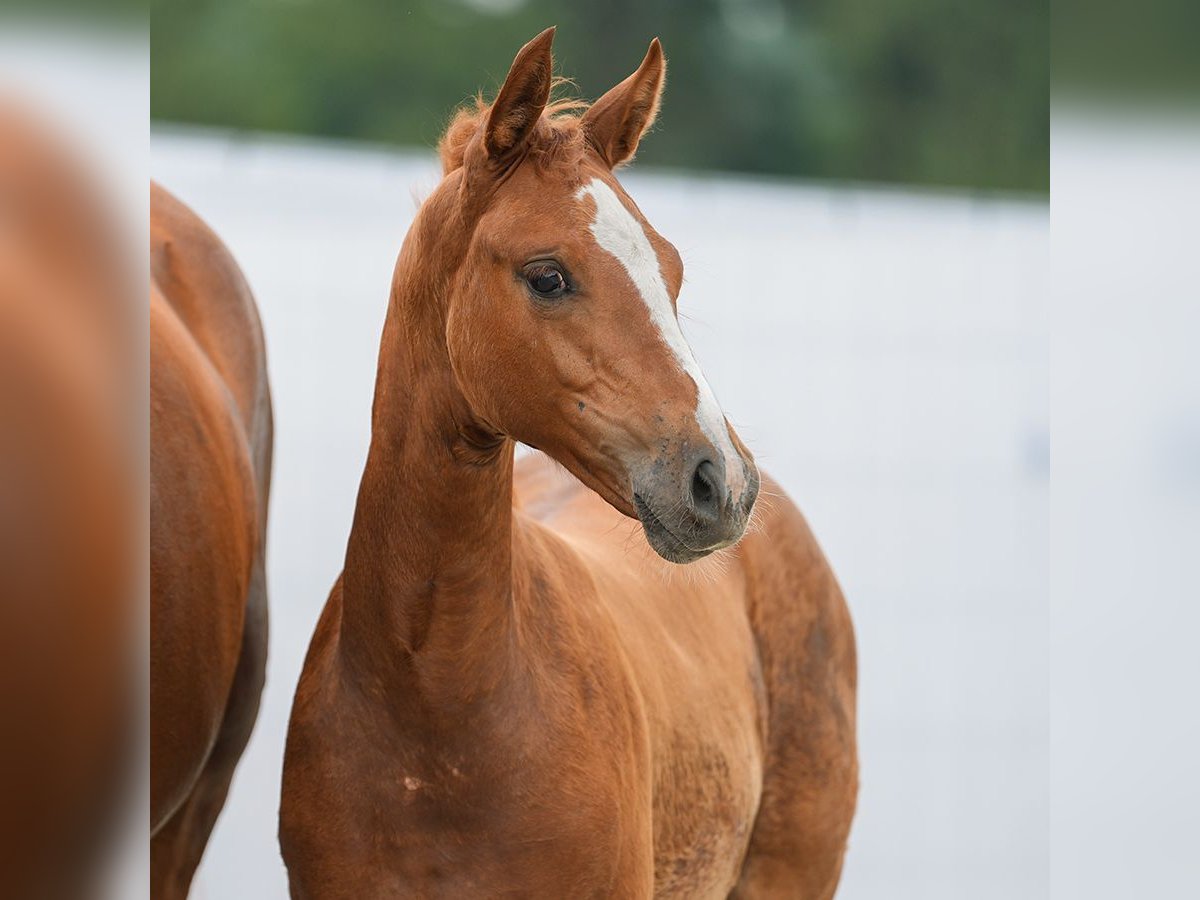 Westfaliano Giumenta Puledri
 (05/2024) Sauro in Münster-Handorf