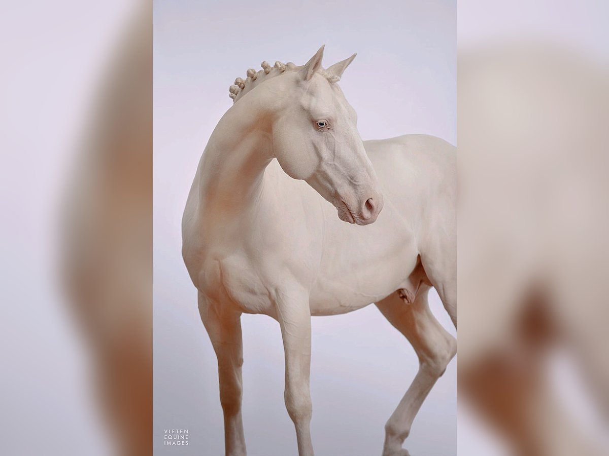 Westfaliano Semental 13 años 163 cm Cremello in Knighton