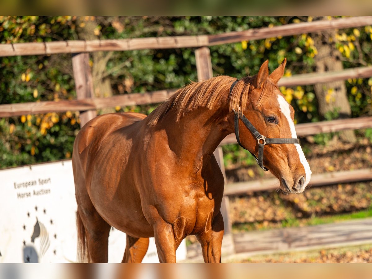 Westfaliano Semental 1 año 152 cm Alazán in GROTE-BROGEL