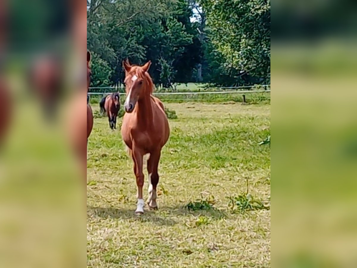 Westfaliano Semental 1 año 172 cm Alazán-tostado in Hasbergen
