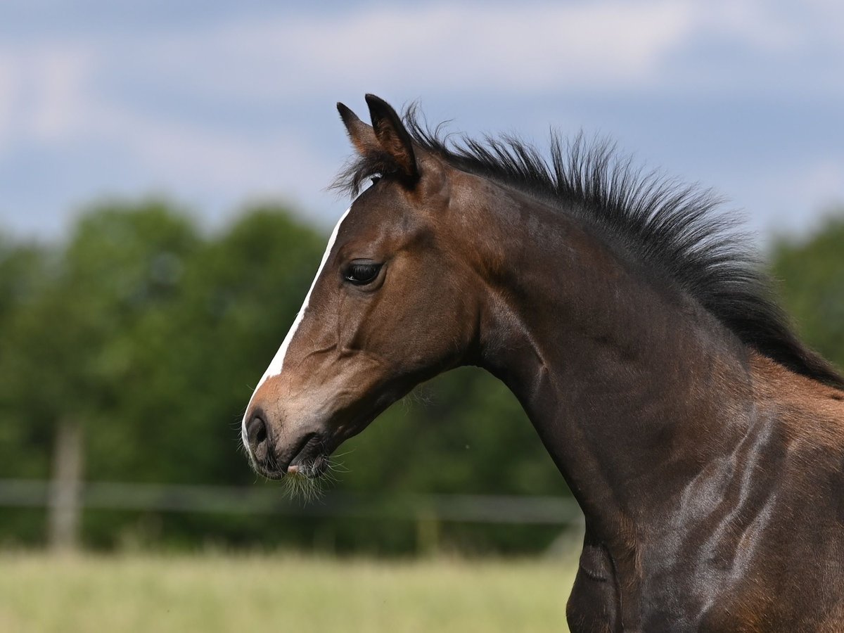 Westfaliano Semental 1 año 172 cm Morcillo in Reichenwalde