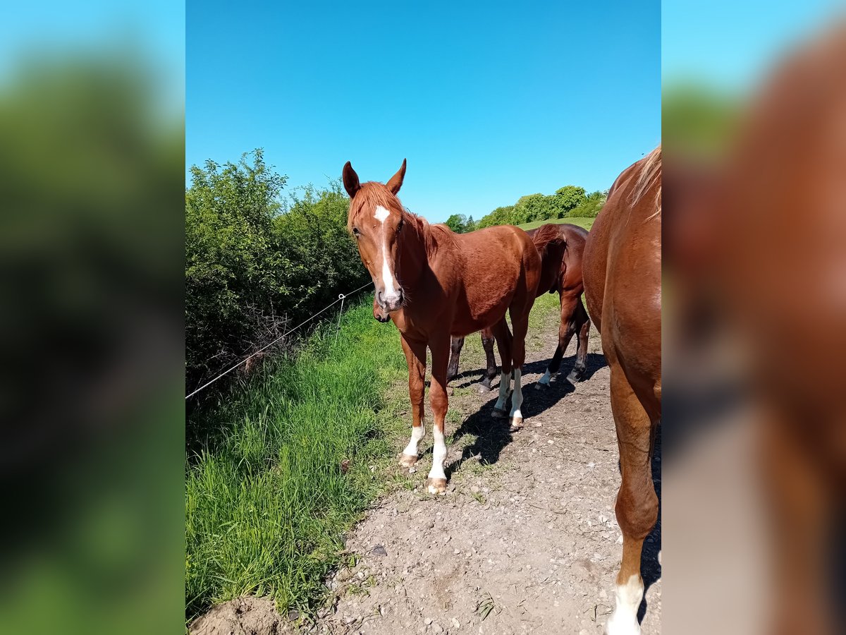Westfaliano Semental 1 año Alazán-tostado in Hasbergen