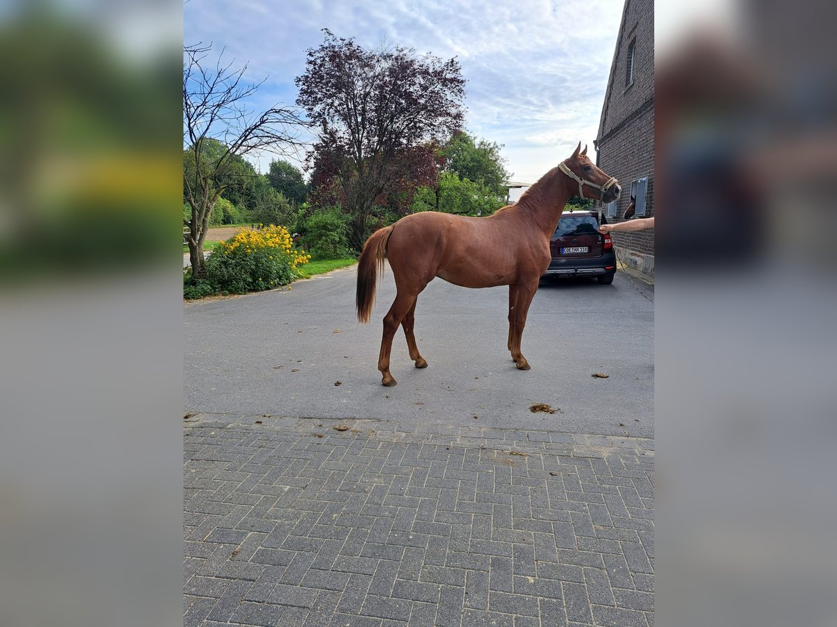 Westfaliano Semental 2 años 150 cm Alazán in Coesfeld