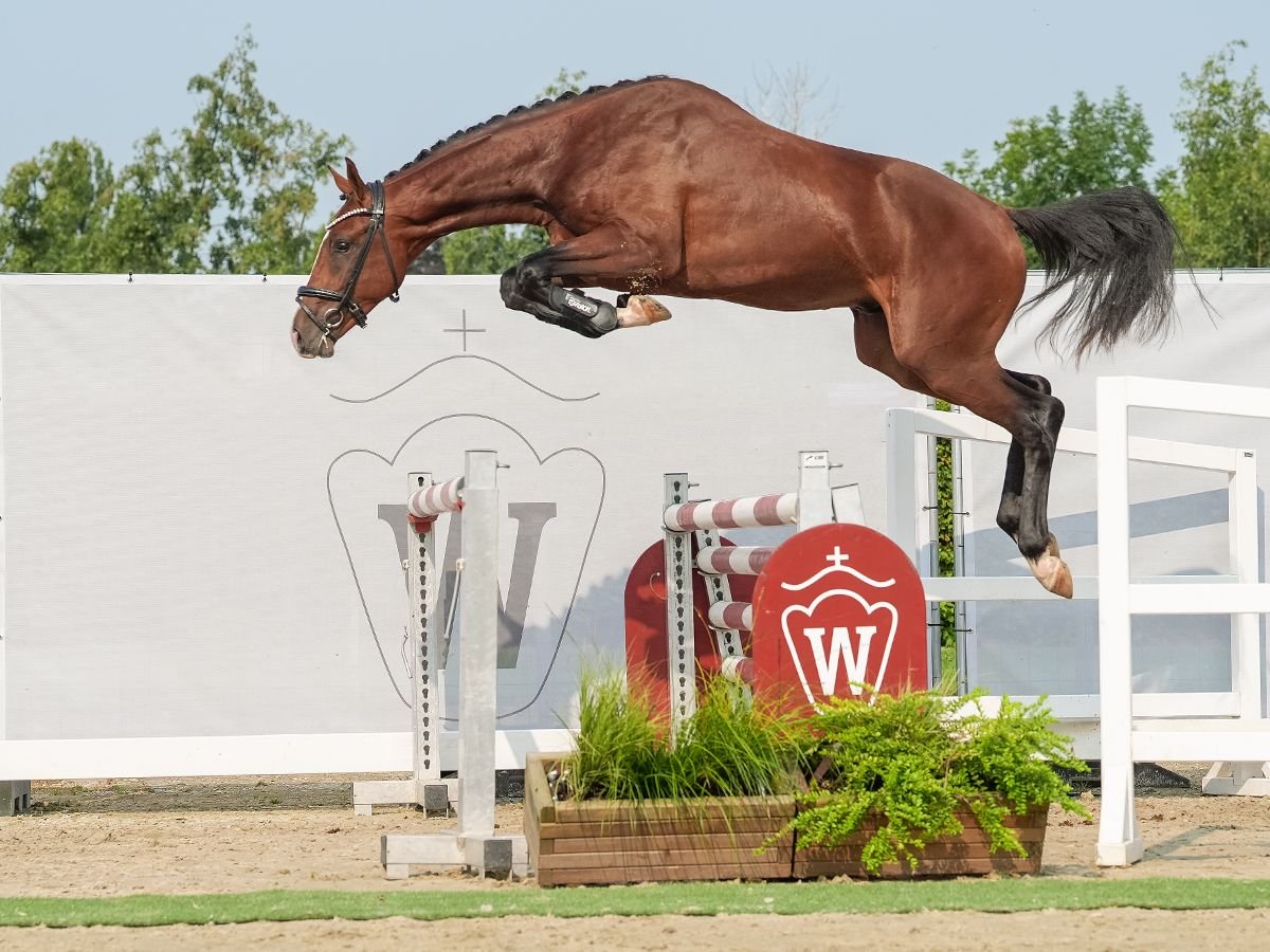 Westfaliano Semental 2 años 163 cm Castaño in Münster