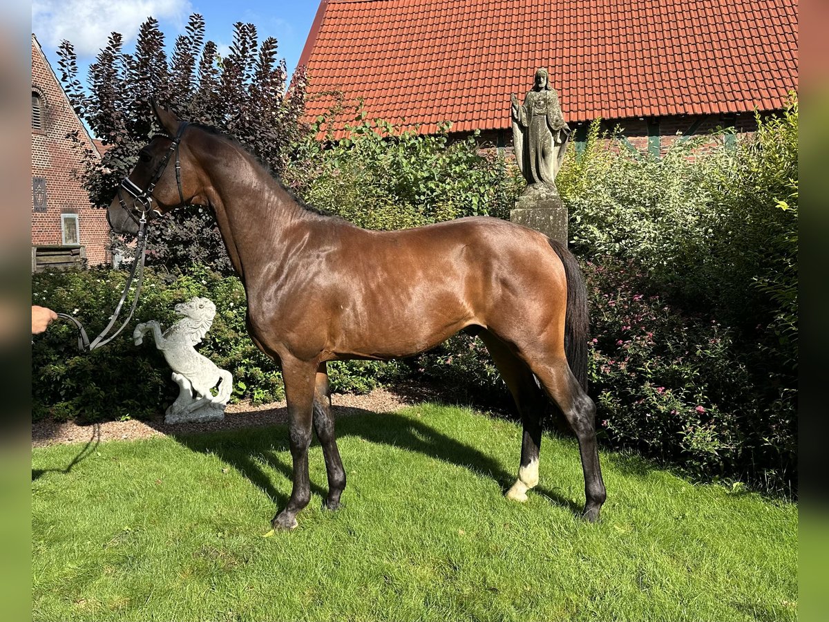 Westfaliano Semental 2 años 164 cm Castaño in Schöppingen