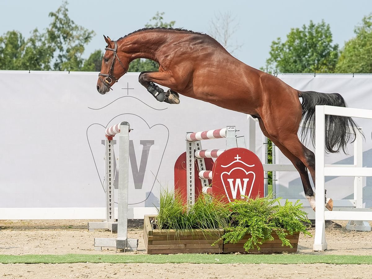 Westfaliano Semental 2 años 166 cm Castaño in Münster