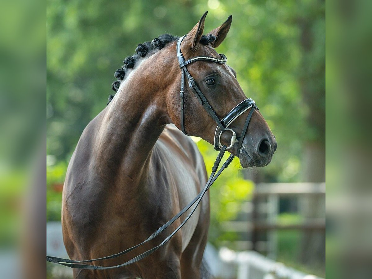 Westfaliano Semental 2 años 167 cm Castaño in Münster-Handorf