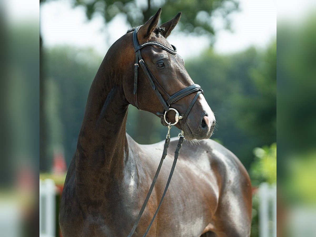 Westfaliano Semental 2 años 167 cm Castaño oscuro in Münster-Handorf