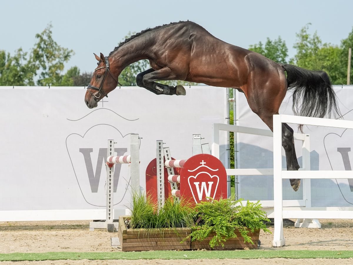 Westfaliano Semental 2 años 170 cm Castaño in Münster