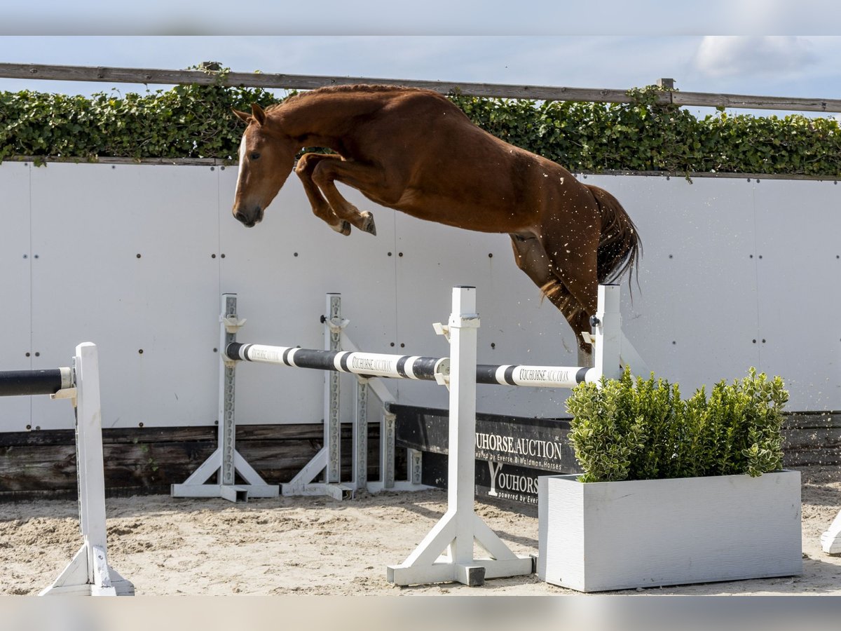 Westfaliano Semental 3 años 154 cm Alazán in Waddinxveen