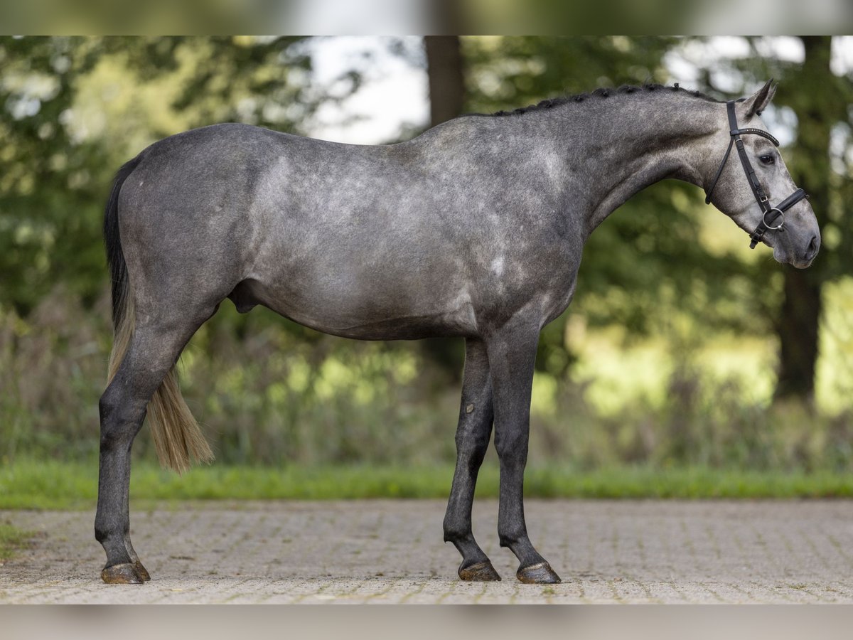 Westfaliano Semental 3 años 162 cm Tordo in GROTE-BROGEL