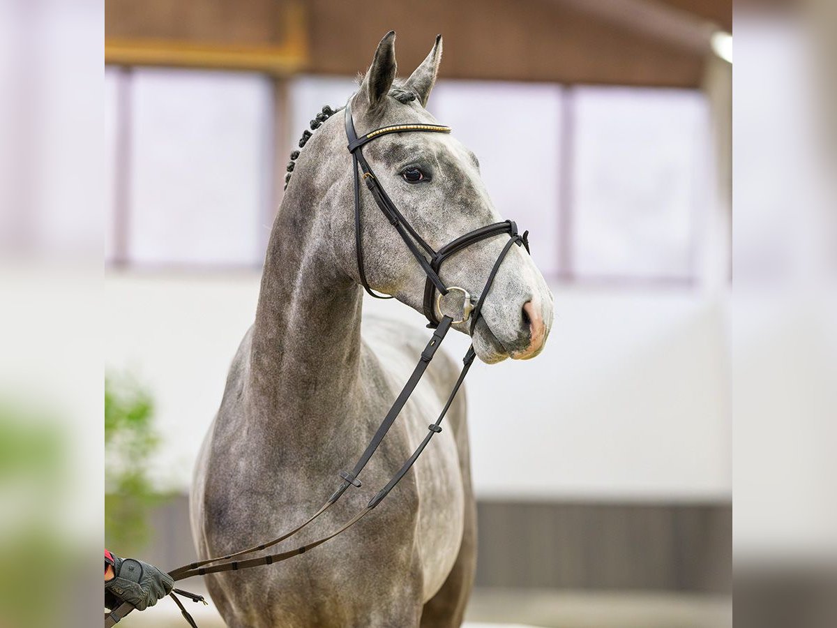 Westfaliano Semental 3 años 168 cm Tordo in M&#xFC;nster-Handorf