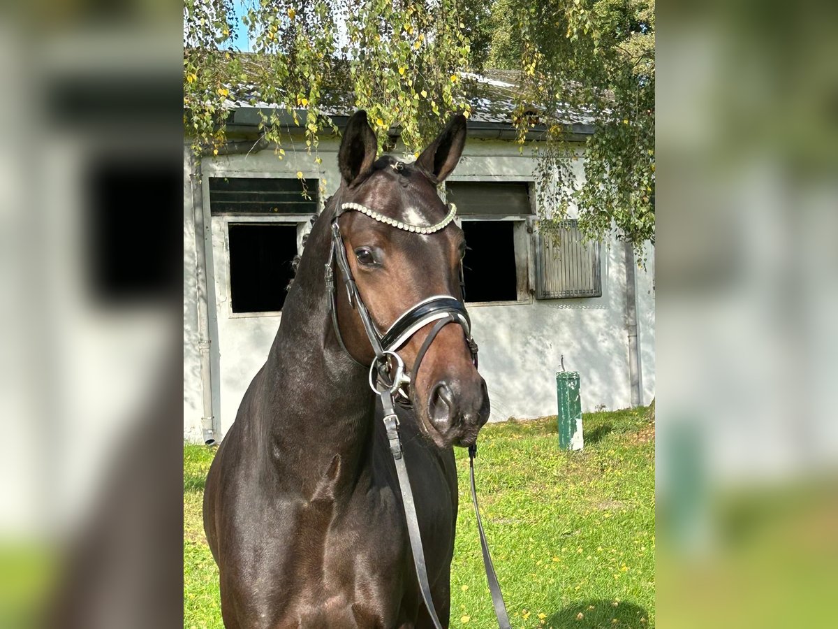 Westfaliano Semental 4 años 157 cm Castaño oscuro in Burgdorf