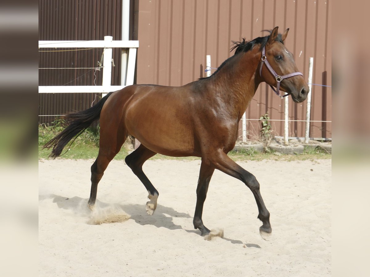 Westfaliano Semental 4 años 167 cm Castaño in Borgentreich