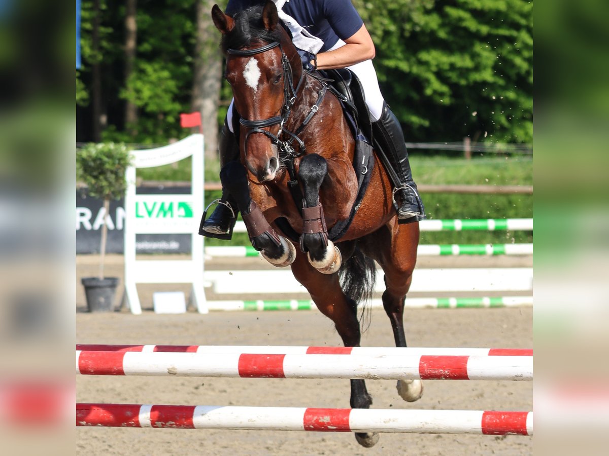 Westfaliano Semental 5 años 166 cm Castaño in Altenberge