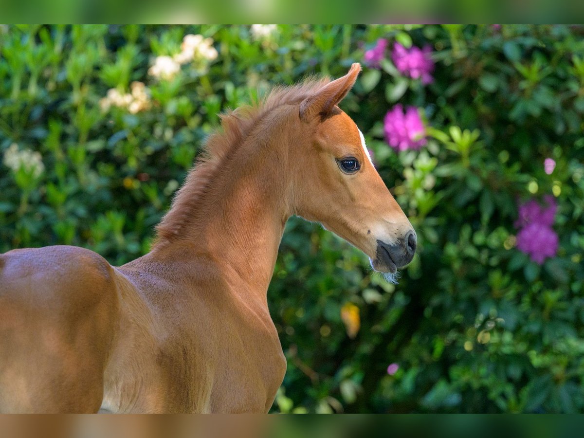 Westfaliano Semental  164 cm Alazán in Cappeln (Oldenburg)
