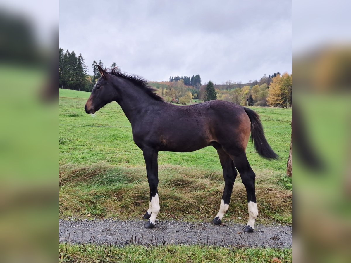 Westfaliano Semental Potro (06/2025) 165 cm Castaño oscuro in Erndtebr&#xFC;ck