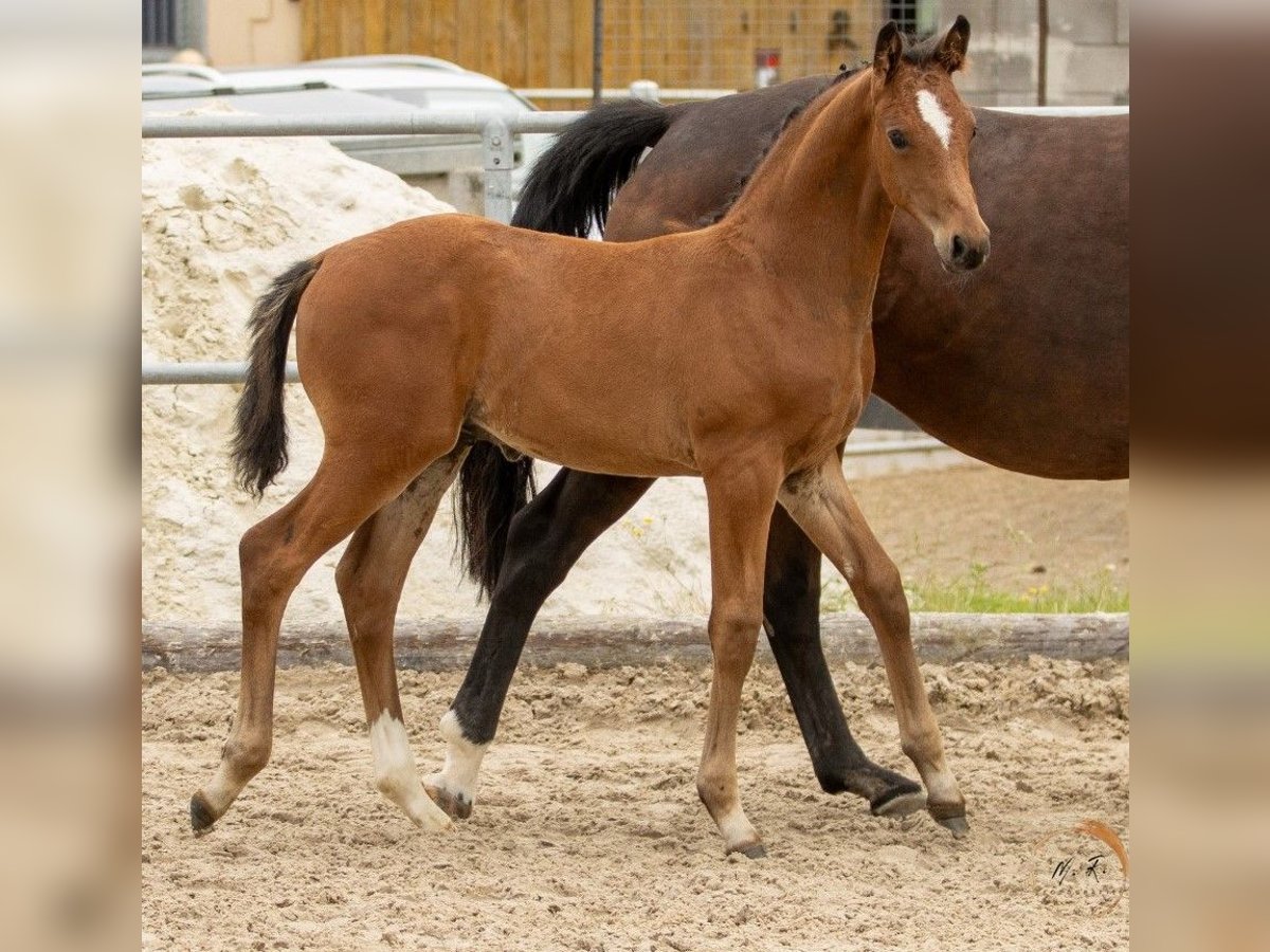 Westfaliano Semental Potro (04/2024) 166 cm Castaño in Halsenbach