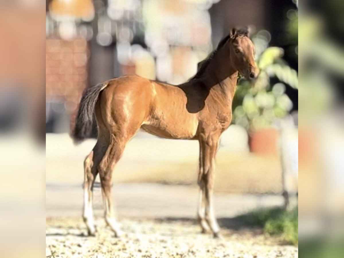 Westfaliano Semental Potro (04/2025) 168 cm Castaño in Warendorf