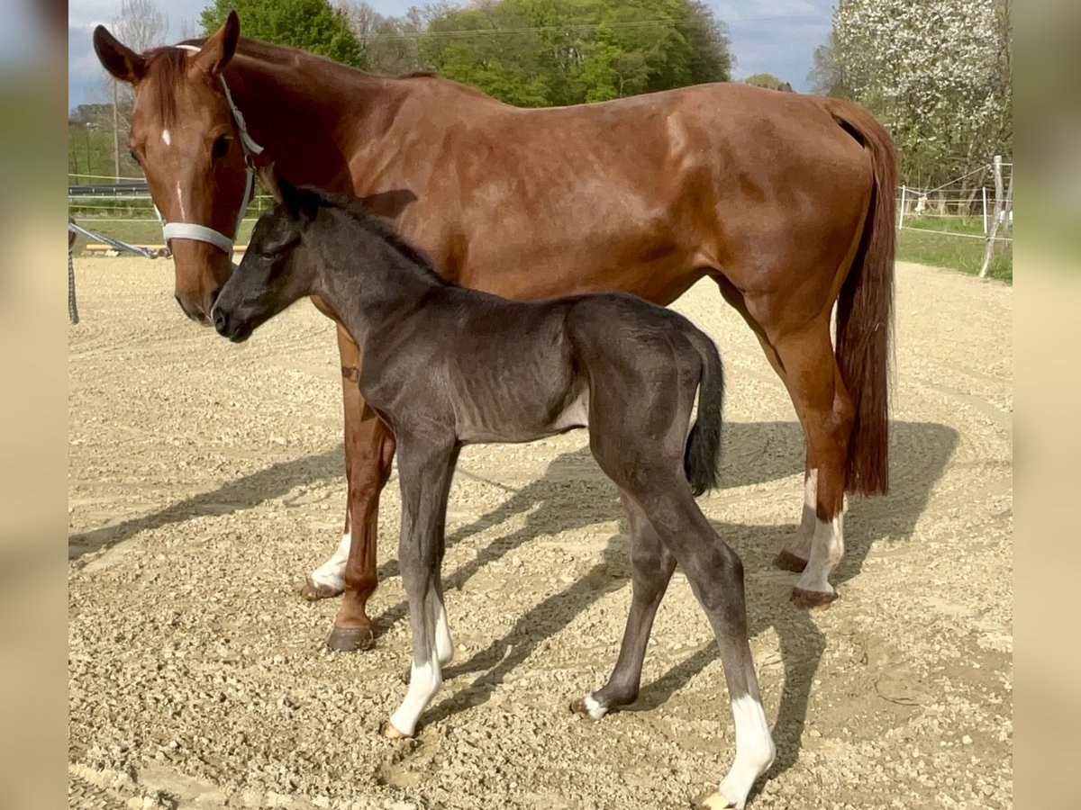 Westfaliano Semental Potro (04/2025) 170 cm Negro in Wipperf&#xFC;rthWipperf&#xFC;rth
