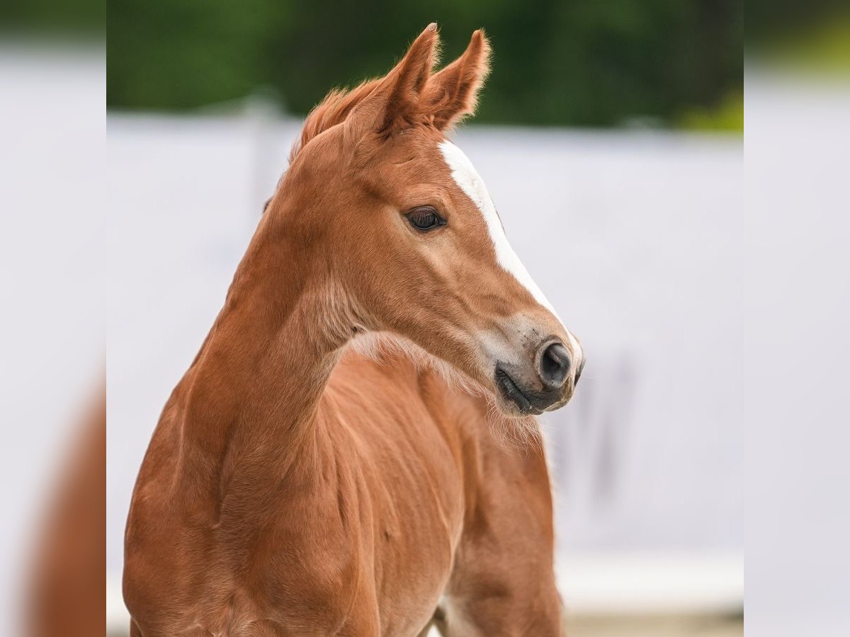 Westfaliano Semental Potro (05/2024) Alazán in Münster-Handorf