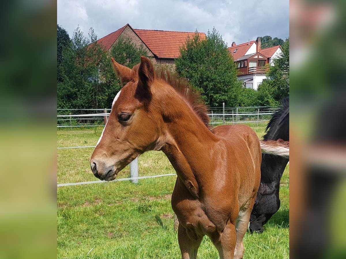Westfaliano Semental Potro (05/2025) Alazán-tostado in Ramsen