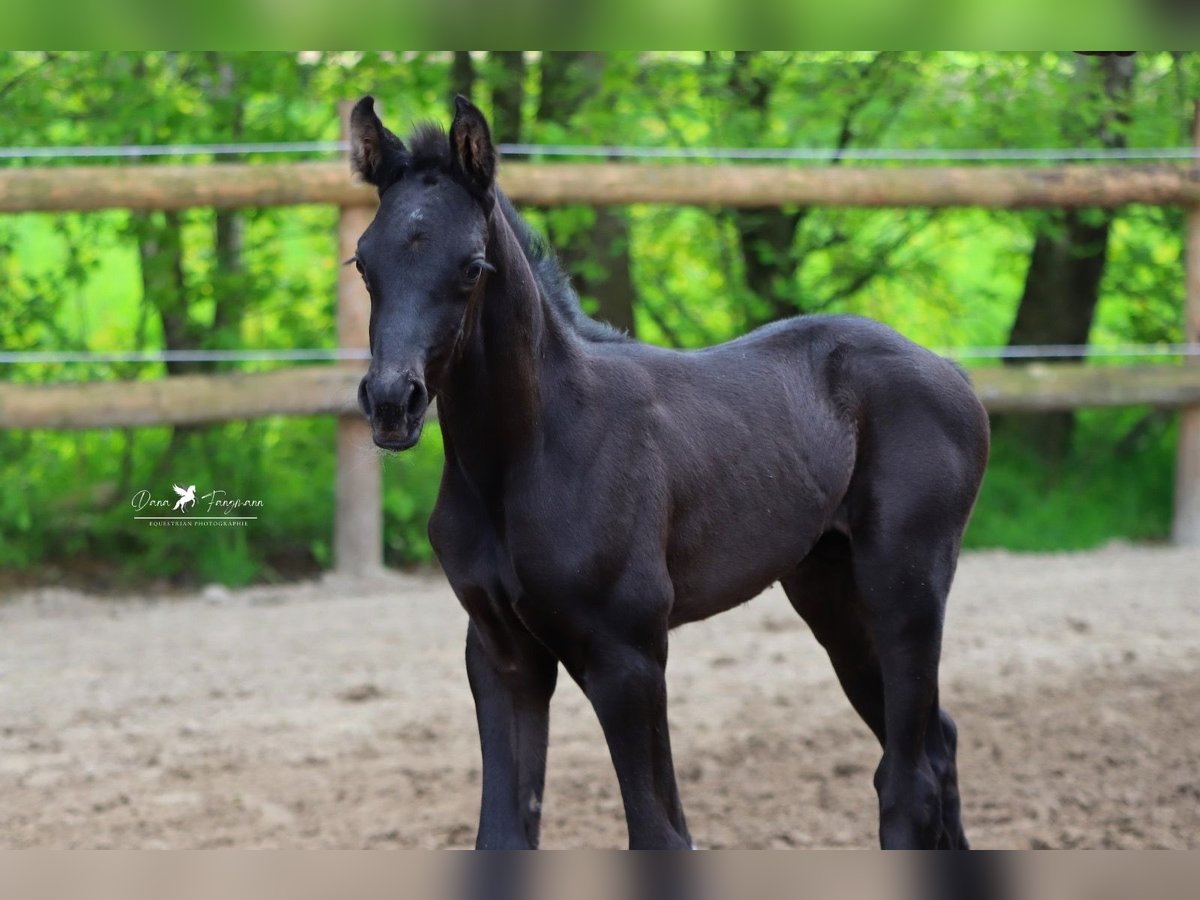 Westfaliano Stallone 1 Anno Baio in Neuenkirchen Vörden