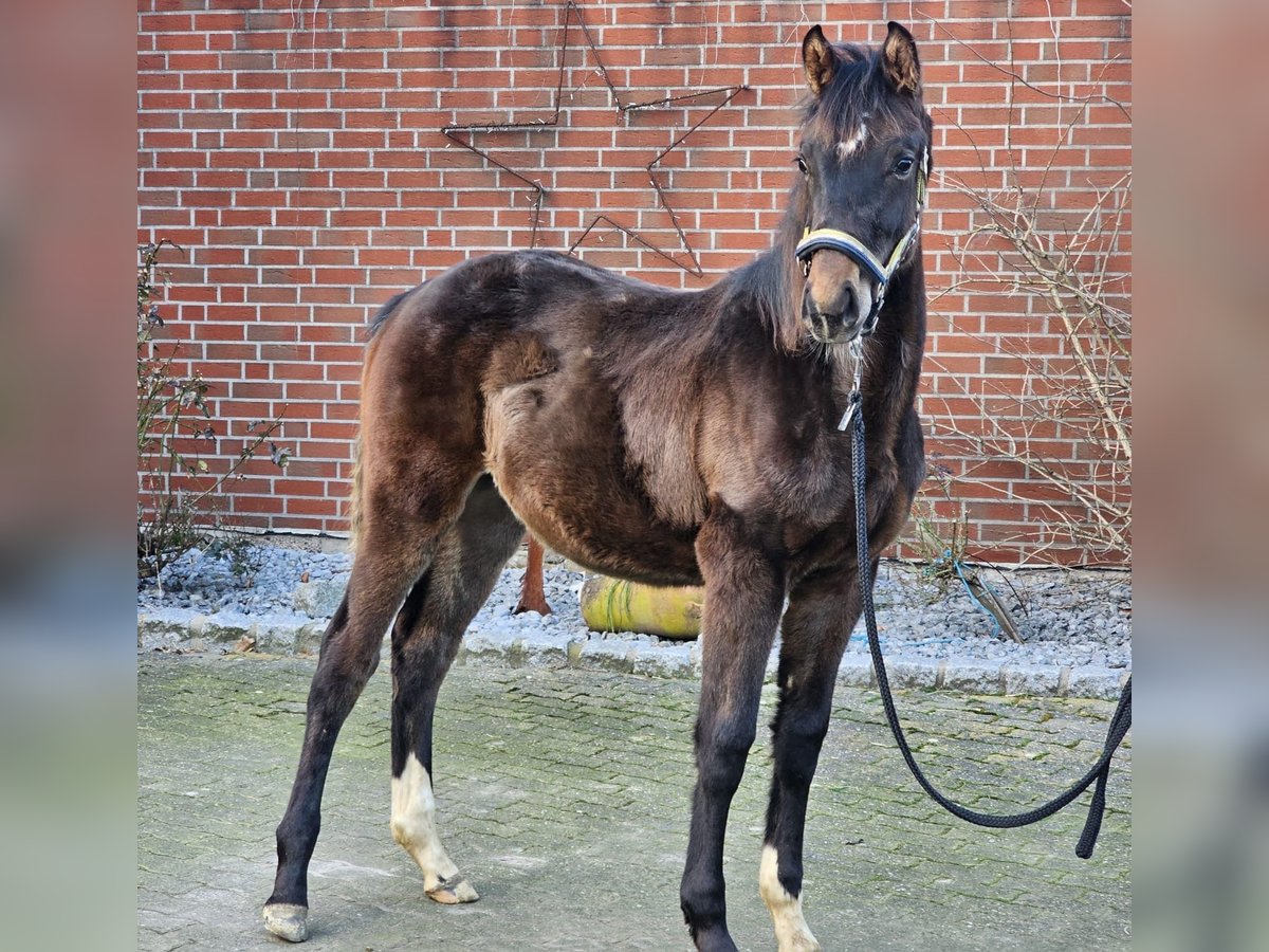 Westfaliano Stallone 1 Anno Baio scuro in Dorsten