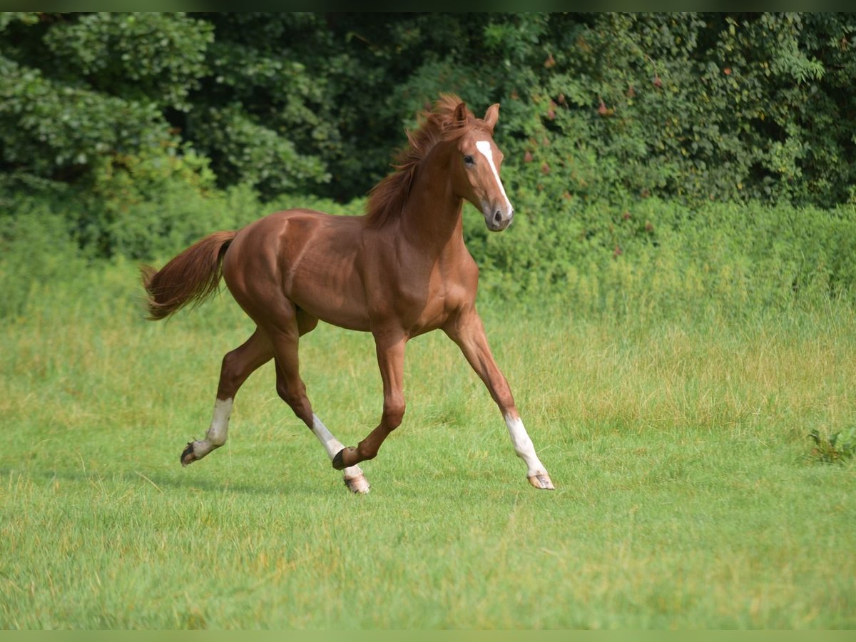 Westfaliano Stallone 1 Anno Sauro in Herzebrock-Clarholz