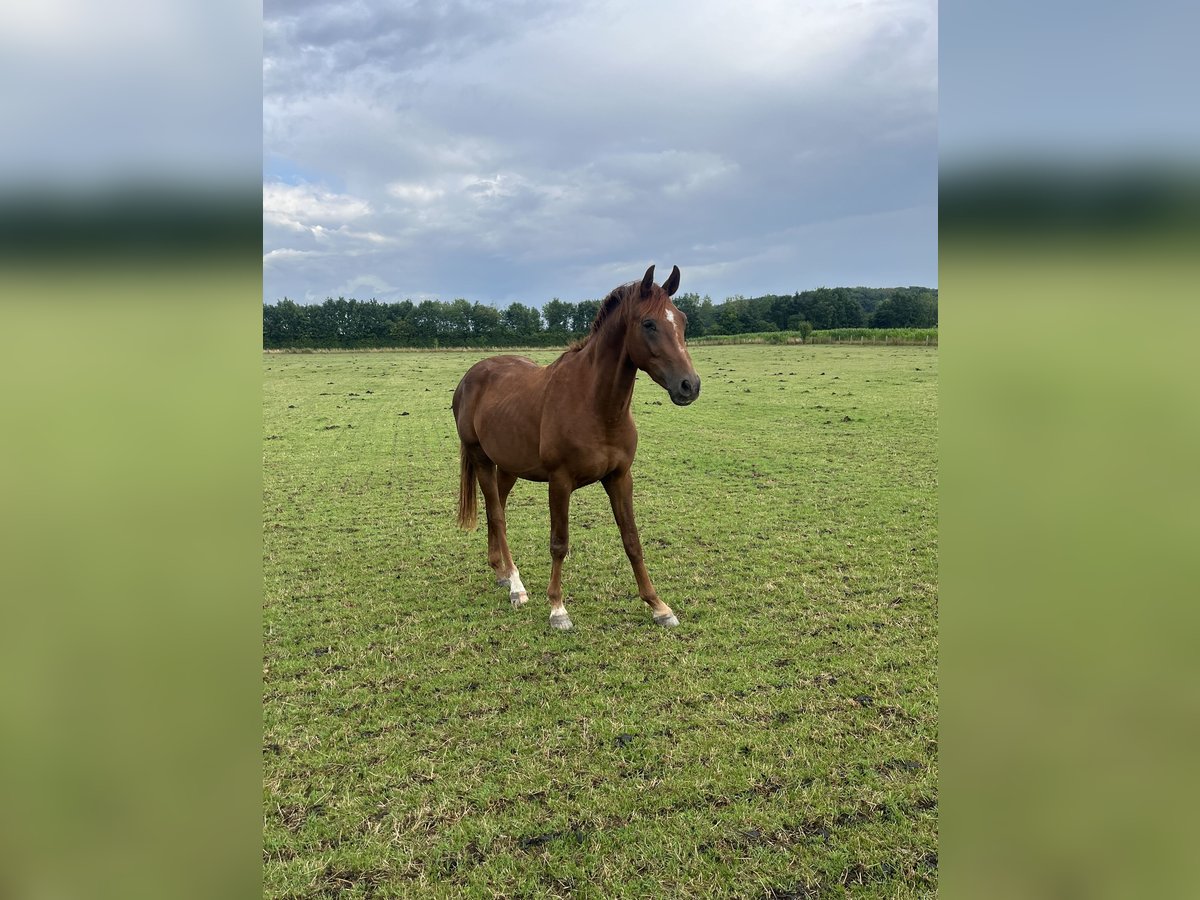 Westfaliano Stallone 2 Anni 160 cm Sauro in Rosendahl
