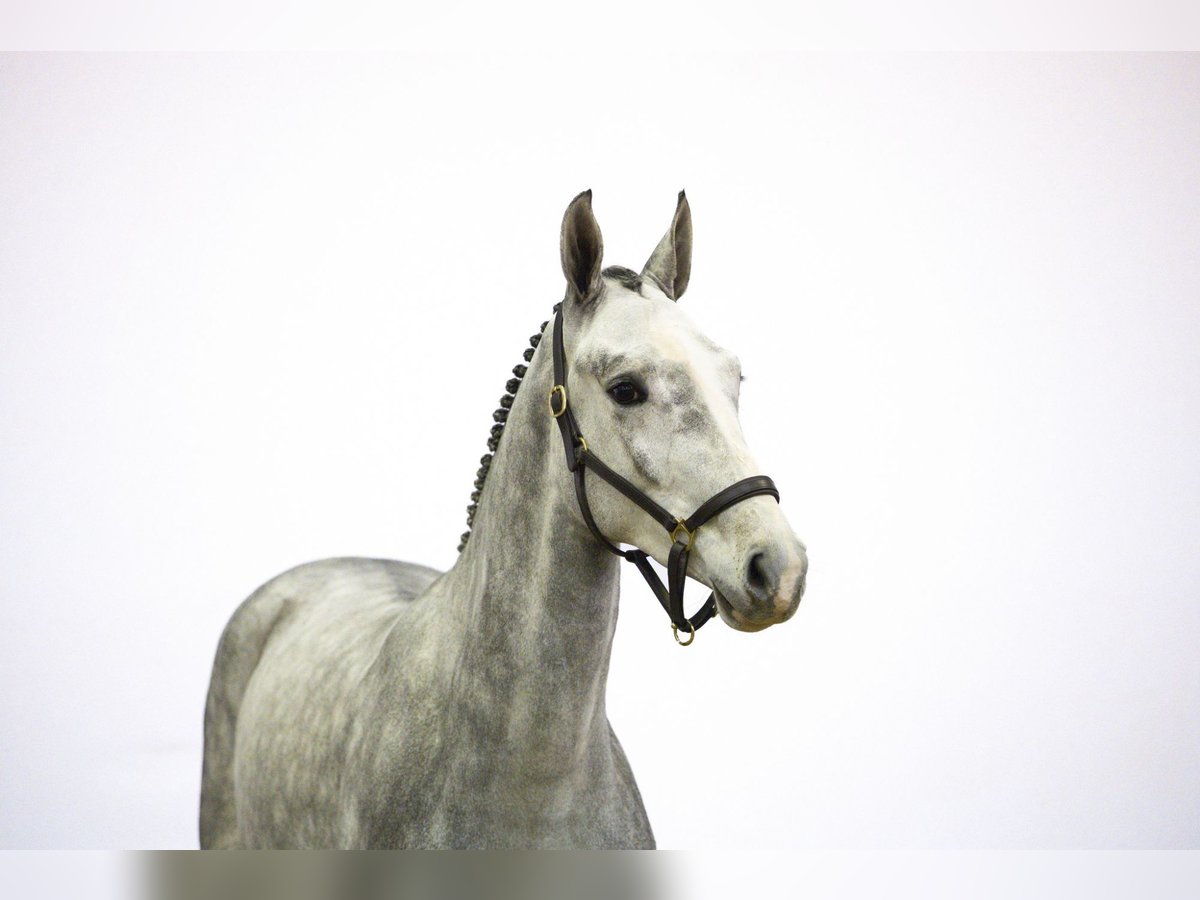 Westfaliano Stallone 2 Anni 163 cm Grigio in Waddinxveen