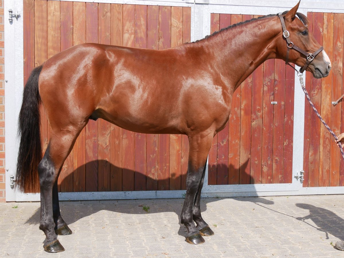 Westfaliano Stallone 2 Anni 166 cm in Dorsten